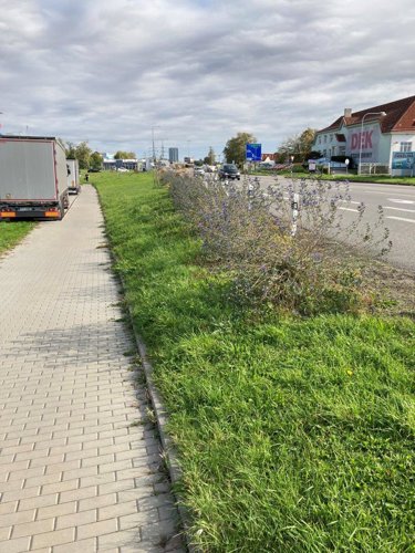 Ozelenění severozápadní části města (Stará Břeclav)